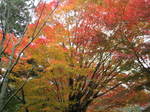 08-aki-yoshino94.JPG