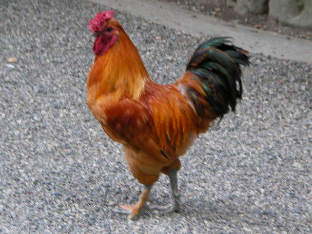 08-nagoya-.higa37.JPG