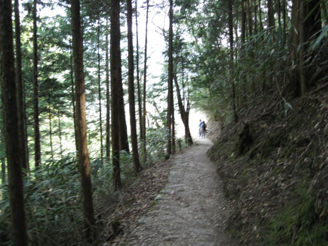 09-yoshino-sakura146.JPG