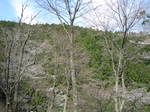 09-yoshino-sakura154.JPG