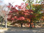 10-koyo-kyoto31.JPG