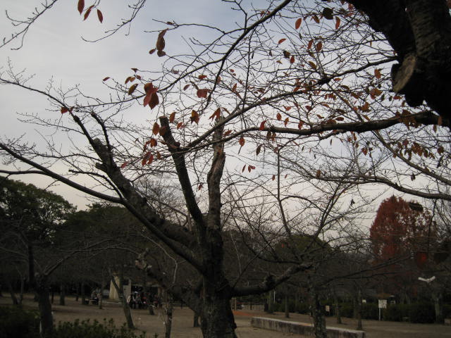 10-koyo-kyoto594.JPG