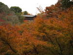 10-koyo-kyoto658.JPG