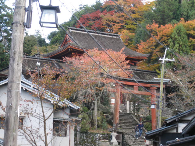 10-koyo-yoshino93.JPG
