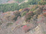 10-koyo-yoshino94.JPG