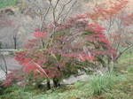 10-koyo-yoshino95.JPG
