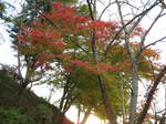 10-koyo-yoshino96.JPG