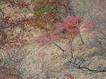 10-koyo-yoshino97.JPG