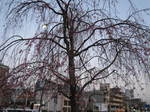 10-sp-kyoto-523.JPG