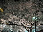 10-sp-kyoto-557.JPG