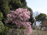 10-sp-kyoto-742.JPG