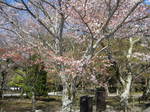 10-sp-kyoto-786.JPG