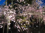 10-sp-kyoto-982.JPG