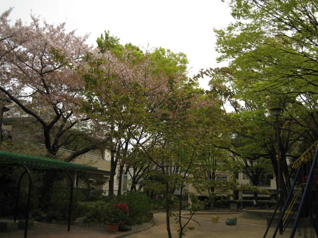 11-nishi-sakura2.JPG