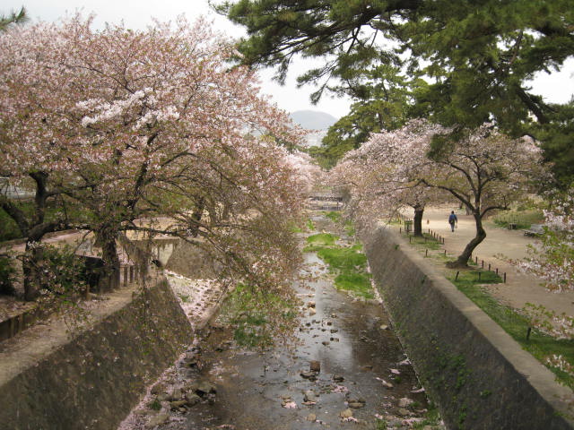 11-nishi-sakura3.JPG