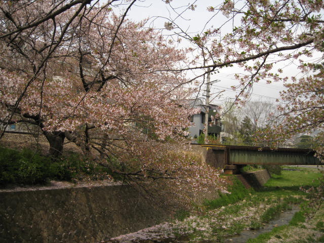11-nishi-sakura4.JPG