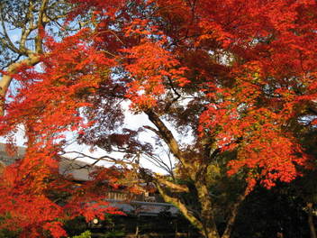 12-koyo-kyoto112.JPG