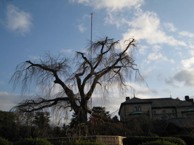 12-koyo-kyoto116.JPG