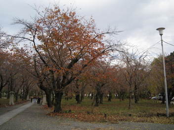 12-koyo-kyoto36.JPG