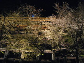 12-sakura-kyoto11.JPG