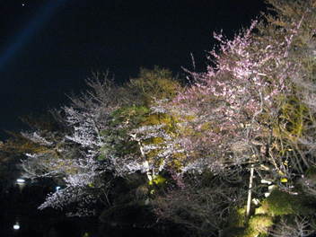 12-sakura-kyoto12.JPG