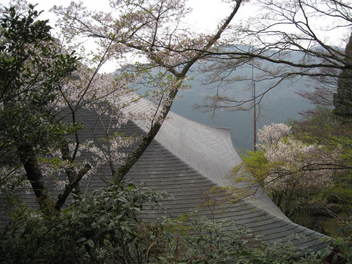 12-sakura-kyoto431.JPG