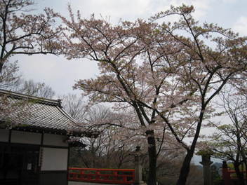12-sakura-kyoto434.JPG