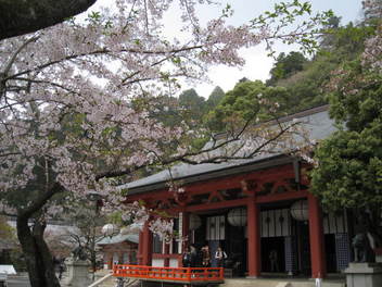 12-sakura-kyoto435.JPG