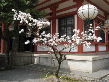 12-sakura-kyoto436.JPG