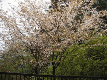 12-sakura-kyoto448.JPG