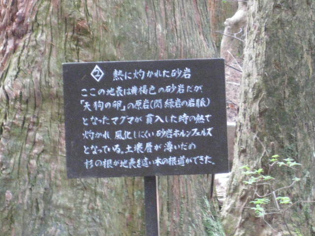 12-sakura-kyoto461.JPG