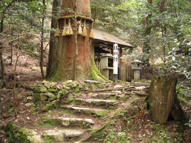 12-sakura-kyoto468.JPG