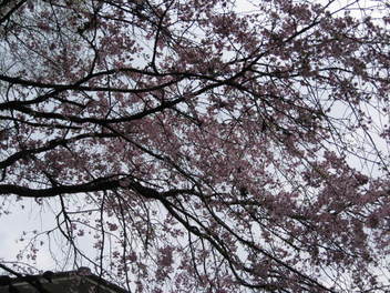 12-sakura-kyoto513.JPG