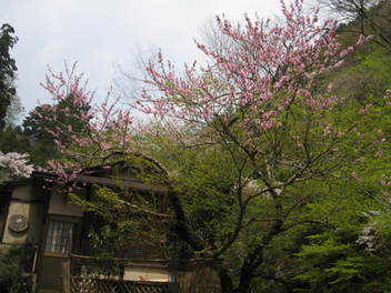 12-sakura-kyoto515.JPG