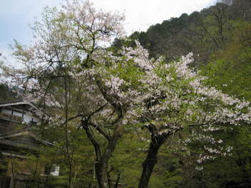 12-sakura-kyoto516.JPG