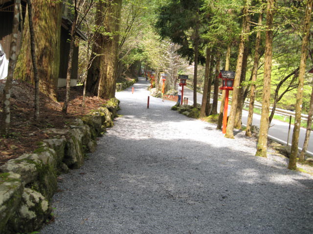12-sakura-kyoto526.JPG