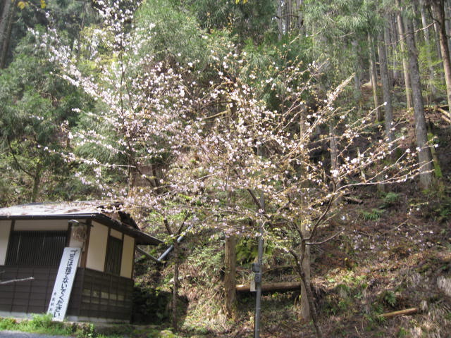 12-sakura-kyoto527.JPG