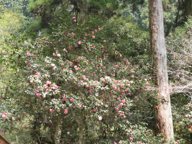 12-sakura-kyoto535.JPG