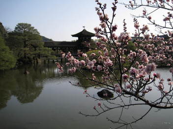 12-ume-kyoto75.JPG