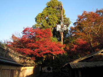 13-koyo-kyoto86.JPG