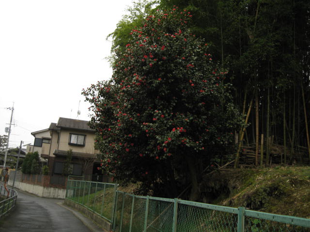 13-sakura-kyoto251.JPG