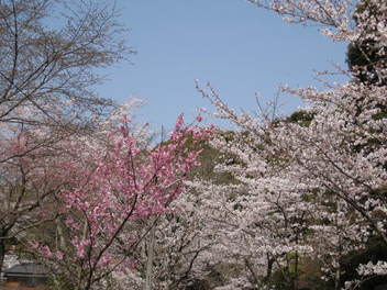 13-sakura-kyoto50.JPG