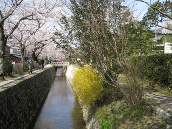 13-sakura-kyoto51.JPG
