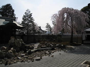 13-sakura-kyoto78.JPG