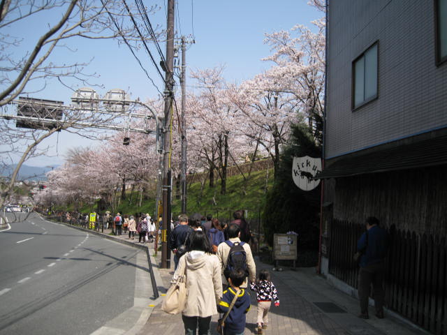 13-sakura-kyoto9.JPG