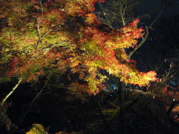15k-koyo-kyoto128.JPG