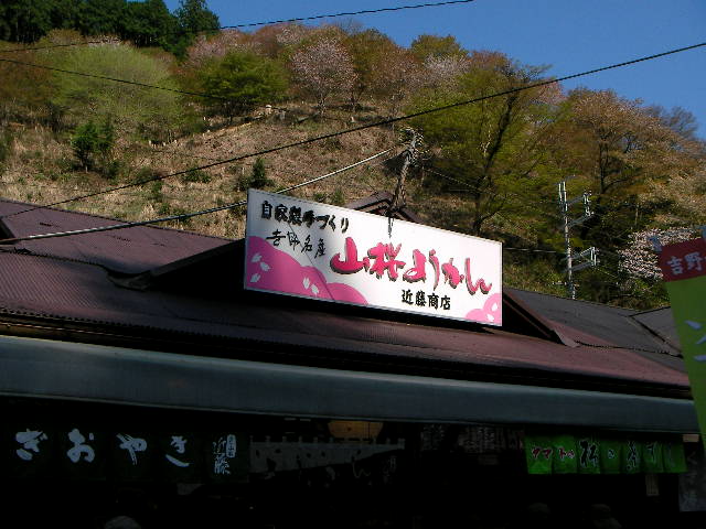 2008-yoshino-sakura1.JPG