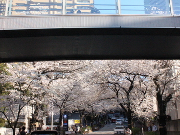 2018-tokyo-sakura24.JPG