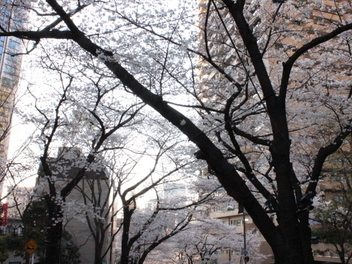 2018-tokyo-sakura25.JPG
