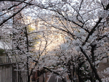 2018-tokyo-sakura26.JPG